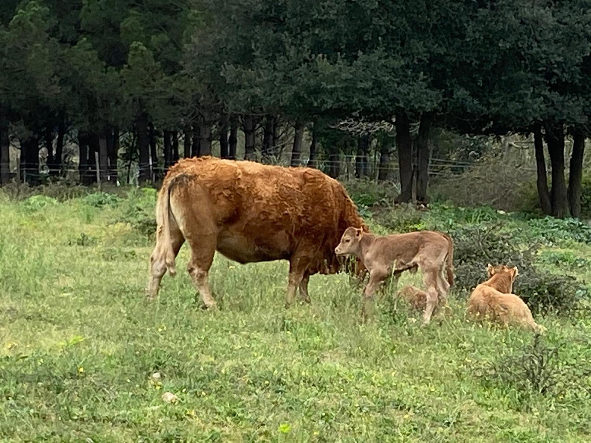 Casa Rural Can Jepet La Cellera de Ter Екстер'єр фото